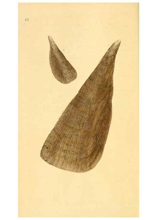 Reproducción/Reproduction 6127176054: The natural history of British shells. v.1-3. London :Printed for the Author, and for F.C. and J. Rivington, by Bye and Law,1800-1804