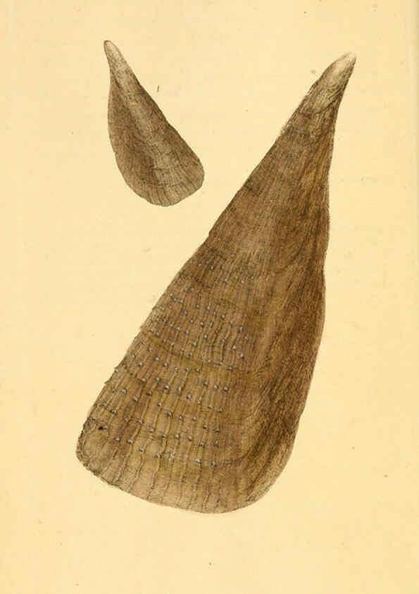 Reproducción/Reproduction 6127176054: The natural history of British shells. v.1-3. London :Printed for the Author, and for F.C. and J. Rivington, by Bye and Law,1800-1804