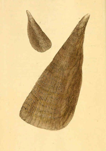 Reproducción/Reproduction 6127176054: The natural history of British shells. v.1-3. London :Printed for the Author, and for F.C. and J. Rivington, by Bye and Law,1800-1804