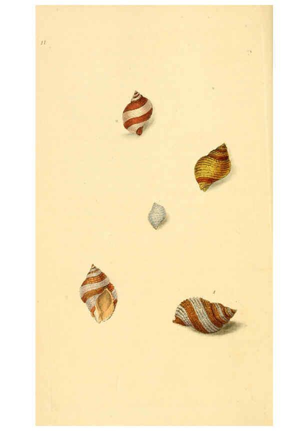 Reproducción/Reproduction 6126629041: The natural history of British shells. v.1-3. London :Printed for the Author, and for F.C. and J. Rivington, by Bye and Law,1800-1804