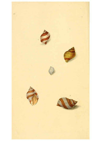 Reproducción/Reproduction 6126629041: The natural history of British shells. v.1-3. London :Printed for the Author, and for F.C. and J. Rivington, by Bye and Law,1800-1804