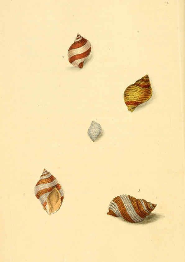 Reproducción/Reproduction 6126629041: The natural history of British shells. v.1-3. London :Printed for the Author, and for F.C. and J. Rivington, by Bye and Law,1800-1804