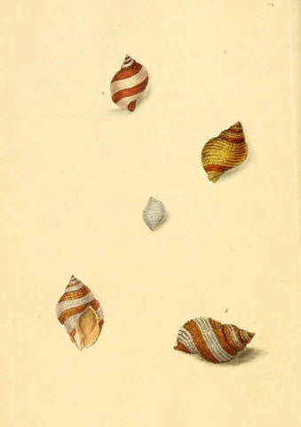 Reproducción/Reproduction 6126629041: The natural history of British shells. v.1-3. London :Printed for the Author, and for F.C. and J. Rivington, by Bye and Law,1800-1804
