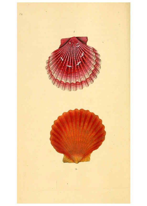 Reproducción/Reproduction 6127176500: The natural history of British shells. v.1-3. London :Printed for the Author, and for F.C. and J. Rivington, by Bye and Law,1800-1804