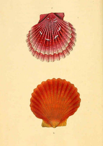 Reproducción/Reproduction 6127176500: The natural history of British shells. v.1-3. London :Printed for the Author, and for F.C. and J. Rivington, by Bye and Law,1800-1804