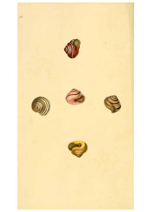 Reproducción/Reproduction 6127176770: The natural history of British shells. v.1-3. London :Printed for the Author, and for F.C. and J. Rivington, by Bye and Law,1800-1804