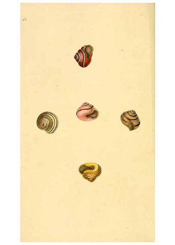 Reproducción/Reproduction 6127176770: The natural history of British shells. v.1-3. London :Printed for the Author, and for F.C. and J. Rivington, by Bye and Law,1800-1804