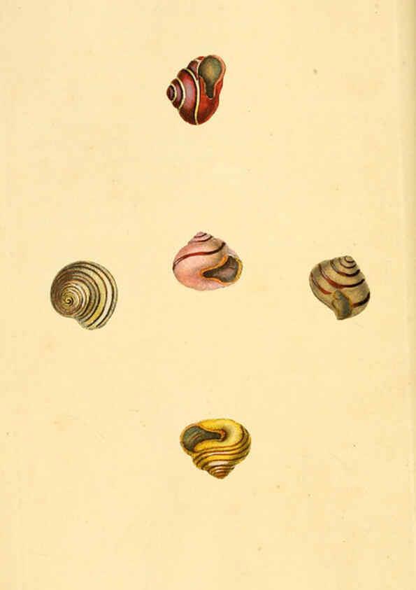 Reproducción/Reproduction 6127176770: The natural history of British shells. v.1-3. London :Printed for the Author, and for F.C. and J. Rivington, by Bye and Law,1800-1804