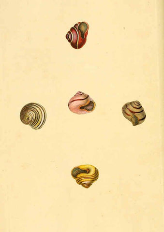 Reproducción/Reproduction 6127176770: The natural history of British shells. v.1-3. London :Printed for the Author, and for F.C. and J. Rivington, by Bye and Law,1800-1804