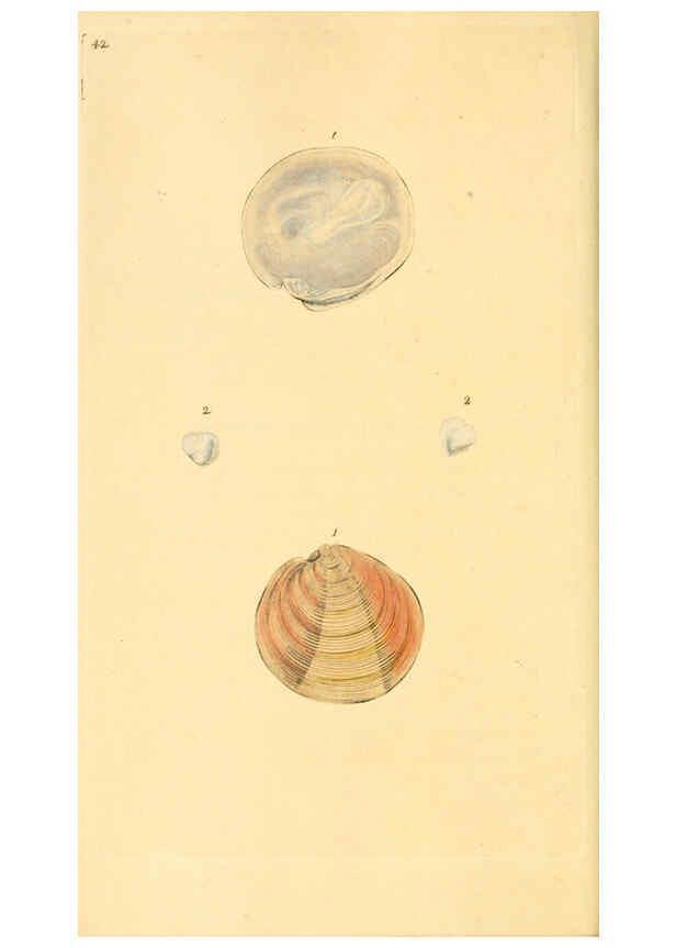 Reproducción/Reproduction 6126636795: The natural history of British shells. v.1-3. London :Printed for the Author, and for F.C. and J. Rivington, by Bye and Law,1800-1804