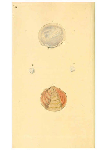 Reproducción/Reproduction 6126636795: The natural history of British shells. v.1-3. London :Printed for the Author, and for F.C. and J. Rivington, by Bye and Law,1800-1804