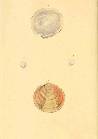 Reproducción/Reproduction 6126636795: The natural history of British shells. v.1-3. London :Printed for the Author, and for F.C. and J. Rivington, by Bye and Law,1800-1804
