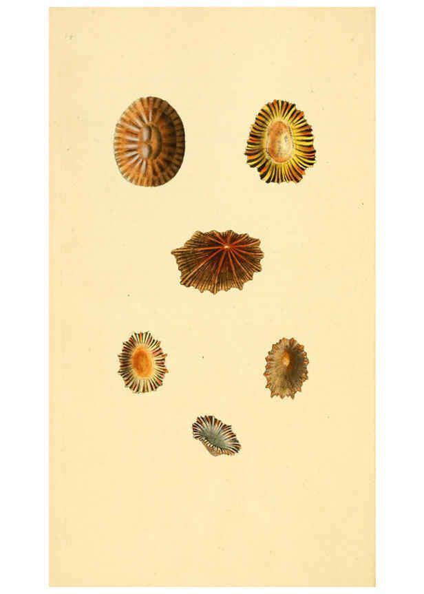Reproducción/Reproduction 6127176962: The natural history of British shells. v.1-3. London :Printed for the Author, and for F.C. and J. Rivington, by Bye and Law,1800-1804