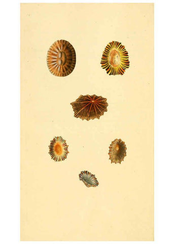 Reproducción/Reproduction 6127176962: The natural history of British shells. v.1-3. London :Printed for the Author, and for F.C. and J. Rivington, by Bye and Law,1800-1804