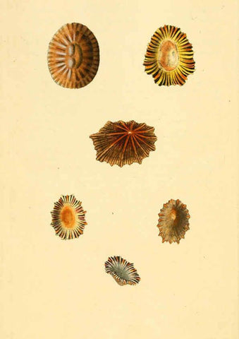Reproducción/Reproduction 6127176962: The natural history of British shells. v.1-3. London :Printed for the Author, and for F.C. and J. Rivington, by Bye and Law,1800-1804