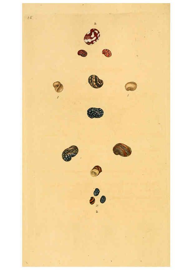 Reproducción/Reproduction 6127177466: The natural history of British shells. v.1-3. London :Printed for the Author, and for F.C. and J. Rivington, by Bye and Law,1800-1804