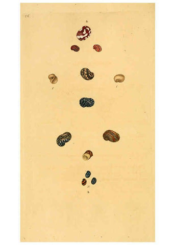 Reproducción/Reproduction 6127177466: The natural history of British shells. v.1-3. London :Printed for the Author, and for F.C. and J. Rivington, by Bye and Law,1800-1804