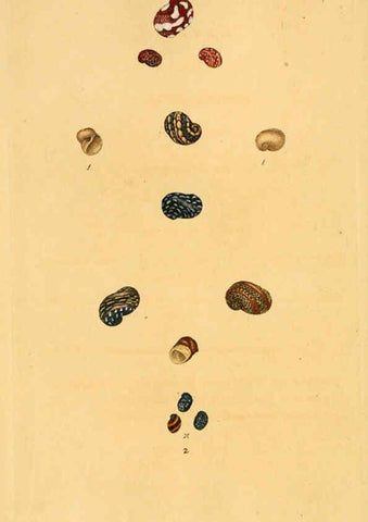 Reproducción/Reproduction 6127177466: The natural history of British shells. v.1-3. London :Printed for the Author, and for F.C. and J. Rivington, by Bye and Law,1800-1804