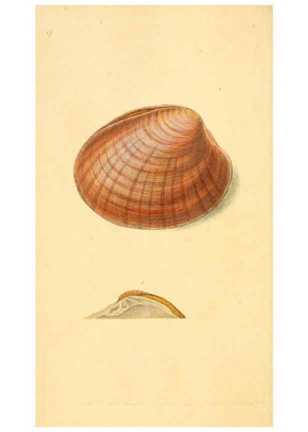 Reproducción/Reproduction 6126630471: The natural history of British shells. v.1-3. London :Printed for the Author, and for F.C. and J. Rivington, by Bye and Law,1800-1804