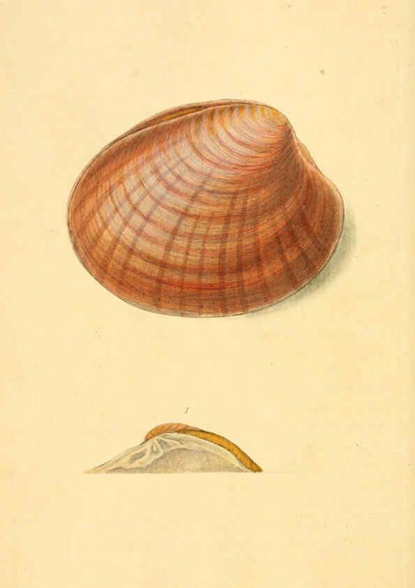 Reproducción/Reproduction 6126630471: The natural history of British shells. v.1-3. London :Printed for the Author, and for F.C. and J. Rivington, by Bye and Law,1800-1804