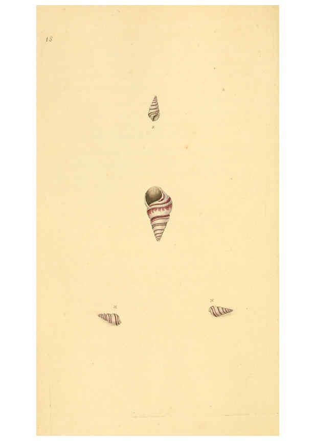 Reproducción/Reproduction 6127177842: The natural history of British shells. v.1-3. London :Printed for the Author, and for F.C. and J. Rivington, by Bye and Law,1800-1804