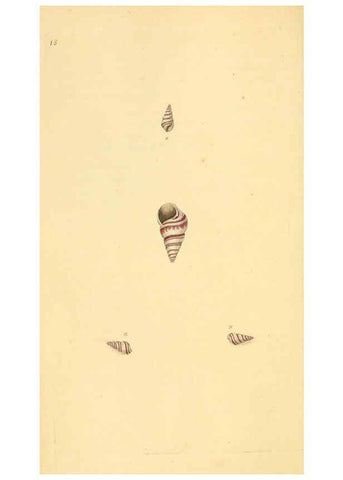 Reproducción/Reproduction 6127177842: The natural history of British shells. v.1-3. London :Printed for the Author, and for F.C. and J. Rivington, by Bye and Law,1800-1804