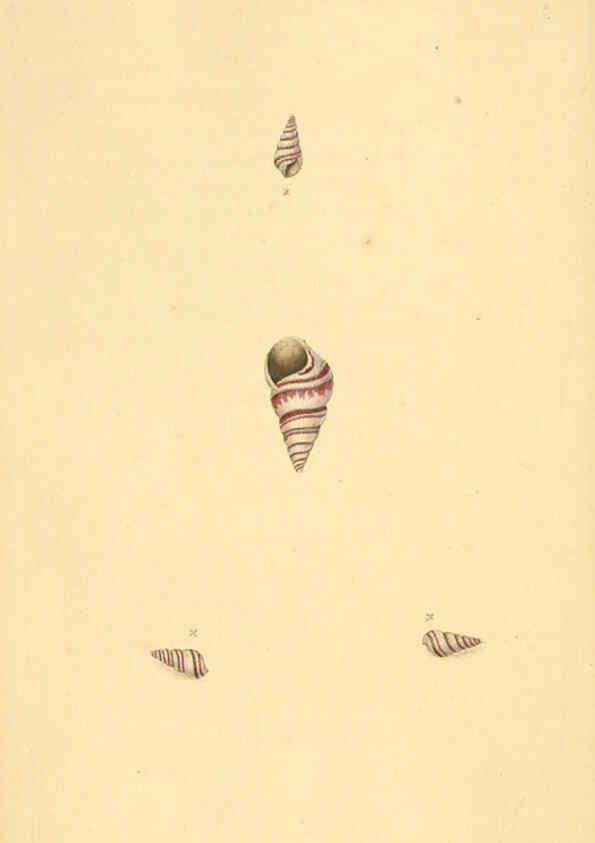 Reproducción/Reproduction 6127177842: The natural history of British shells. v.1-3. London :Printed for the Author, and for F.C. and J. Rivington, by Bye and Law,1800-1804