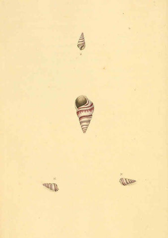 Reproducción/Reproduction 6127177842: The natural history of British shells. v.1-3. London :Printed for the Author, and for F.C. and J. Rivington, by Bye and Law,1800-1804