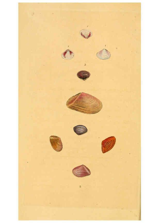 Reproducción/Reproduction 6126630863: The natural history of British shells. v.1-3. London :Printed for the Author, and for F.C. and J. Rivington, by Bye and Law,1800-1804