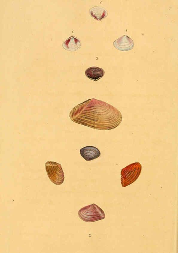 Reproducción/Reproduction 6126630863: The natural history of British shells. v.1-3. London :Printed for the Author, and for F.C. and J. Rivington, by Bye and Law,1800-1804