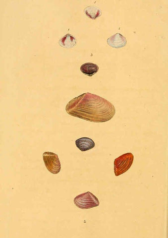 Reproducción/Reproduction 6126630863: The natural history of British shells. v.1-3. London :Printed for the Author, and for F.C. and J. Rivington, by Bye and Law,1800-1804
