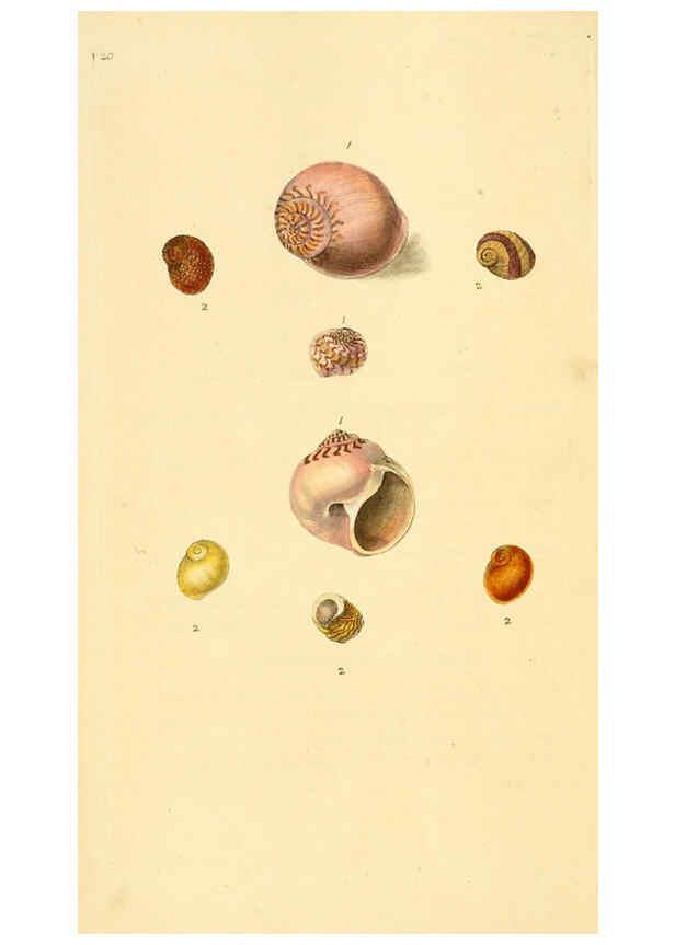 Reproducción/Reproduction 6126631055: The natural history of British shells. v.1-3. London :Printed for the Author, and for F.C. and J. Rivington, by Bye and Law,1800-1804