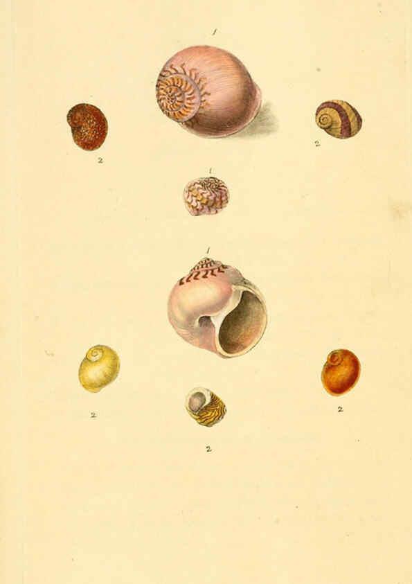 Reproducción/Reproduction 6126631055: The natural history of British shells. v.1-3. London :Printed for the Author, and for F.C. and J. Rivington, by Bye and Law,1800-1804