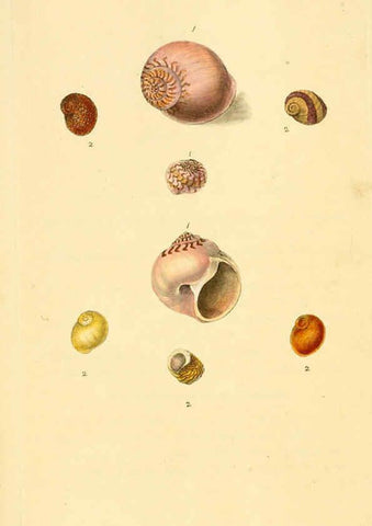 Reproducción/Reproduction 6126631055: The natural history of British shells. v.1-3. London :Printed for the Author, and for F.C. and J. Rivington, by Bye and Law,1800-1804