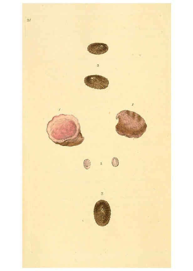 Reproducción/Reproduction 6127178432: The natural history of British shells. v.1-3. London :Printed for the Author, and for F.C. and J. Rivington, by Bye and Law,1800-1804