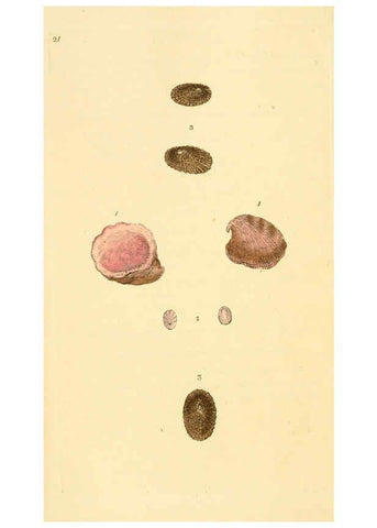 Reproducción/Reproduction 6127178432: The natural history of British shells. v.1-3. London :Printed for the Author, and for F.C. and J. Rivington, by Bye and Law,1800-1804
