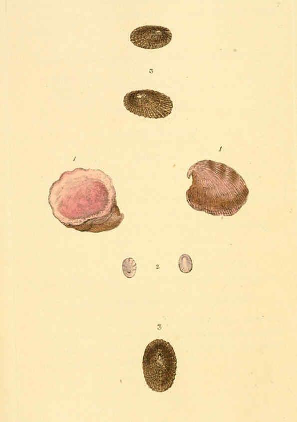 Reproducción/Reproduction 6127178432: The natural history of British shells. v.1-3. London :Printed for the Author, and for F.C. and J. Rivington, by Bye and Law,1800-1804