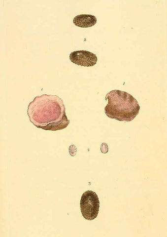 Reproducción/Reproduction 6127178432: The natural history of British shells. v.1-3. London :Printed for the Author, and for F.C. and J. Rivington, by Bye and Law,1800-1804