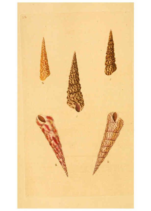 Reproducción/Reproduction 6127178612: The natural history of British shells. v.1-3. London :Printed for the Author, and for F.C. and J. Rivington, by Bye and Law,1800-1804