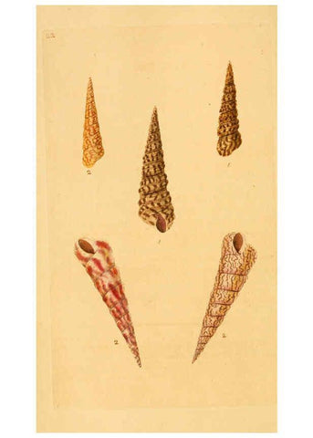 Reproducción/Reproduction 6127178612: The natural history of British shells. v.1-3. London :Printed for the Author, and for F.C. and J. Rivington, by Bye and Law,1800-1804