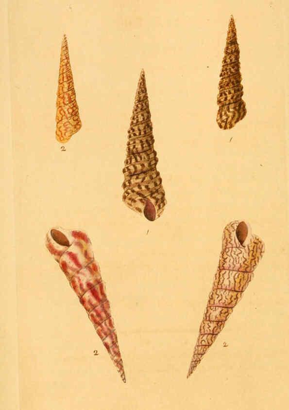 Reproducción/Reproduction 6127178612: The natural history of British shells. v.1-3. London :Printed for the Author, and for F.C. and J. Rivington, by Bye and Law,1800-1804