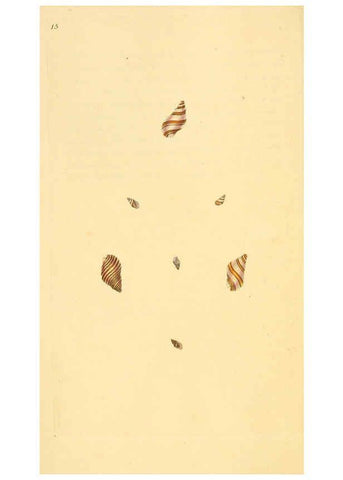 Reproducción/Reproduction 6127177260: The natural history of British shells. v.1-3. London :Printed for the Author, and for F.C. and J. Rivington, by Bye and Law,1800-1804