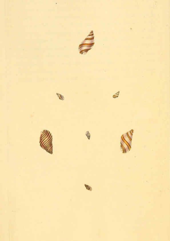 Reproducción/Reproduction 6127177260: The natural history of British shells. v.1-3. London :Printed for the Author, and for F.C. and J. Rivington, by Bye and Law,1800-1804