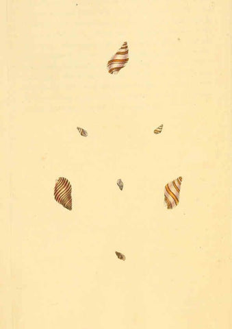 Reproducción/Reproduction 6127177260: The natural history of British shells. v.1-3. London :Printed for the Author, and for F.C. and J. Rivington, by Bye and Law,1800-1804