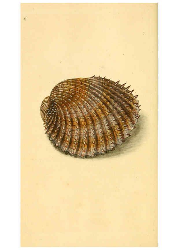 Reproducción/Reproduction 6126628103: The natural history of British shells. v.1-3. London :Printed for the Author, and for F.C. and J. Rivington, by Bye and Law,1800-1804