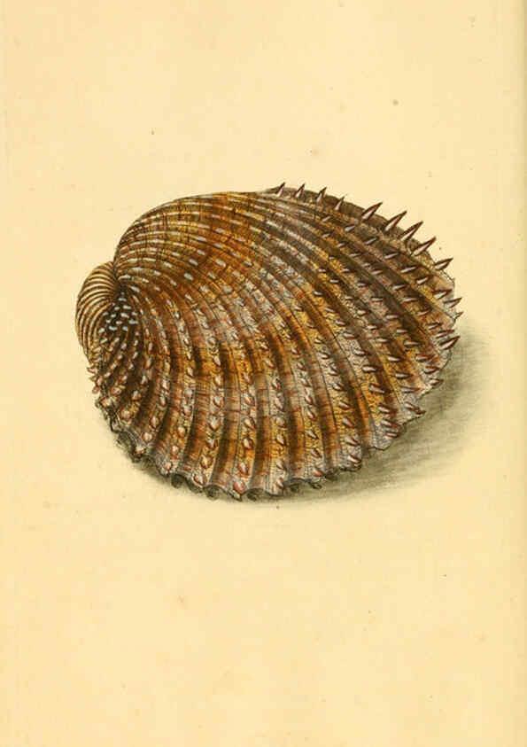 Reproducción/Reproduction 6126628103: The natural history of British shells. v.1-3. London :Printed for the Author, and for F.C. and J. Rivington, by Bye and Law,1800-1804