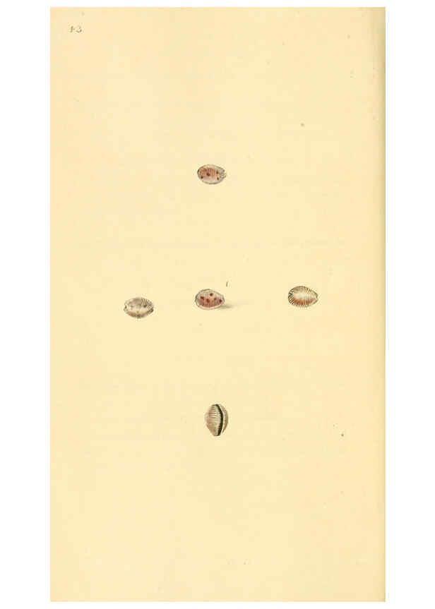 Reproducción/Reproduction 6127183796: The natural history of British shells. v.1-3. London :Printed for the Author, and for F.C. and J. Rivington, by Bye and Law,1800-1804
