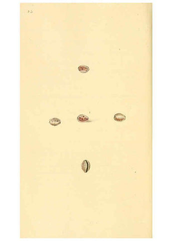 Reproducción/Reproduction 6127183796: The natural history of British shells. v.1-3. London :Printed for the Author, and for F.C. and J. Rivington, by Bye and Law,1800-1804