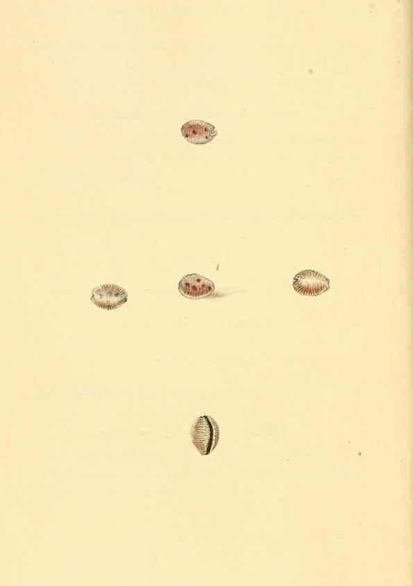 Reproducción/Reproduction 6127183796: The natural history of British shells. v.1-3. London :Printed for the Author, and for F.C. and J. Rivington, by Bye and Law,1800-1804