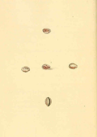 Reproducción/Reproduction 6127183796: The natural history of British shells. v.1-3. London :Printed for the Author, and for F.C. and J. Rivington, by Bye and Law,1800-1804